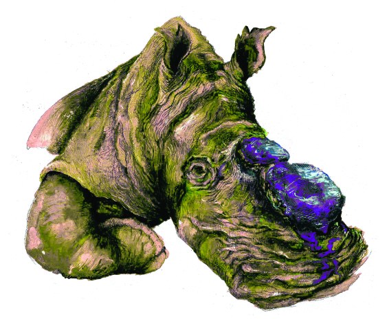 rhino_2